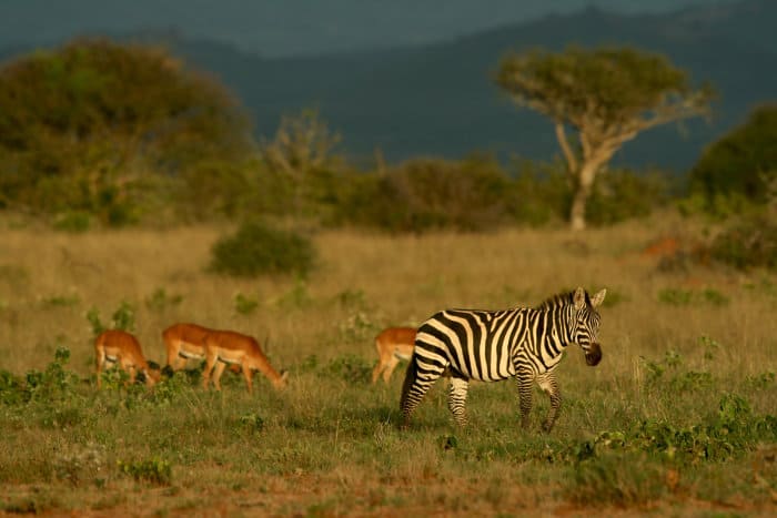 Lone Burchell's zebra and some impala at the Mpala Research Centre in Laikipia, Kenya