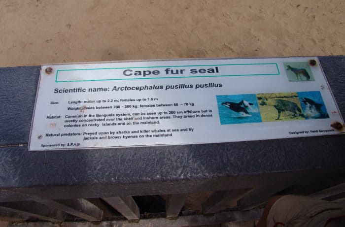 Cape fur seal facts at Cape Cross