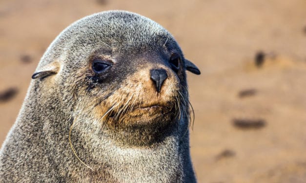 Cape Cross Seal Reserve: A smelly encounter