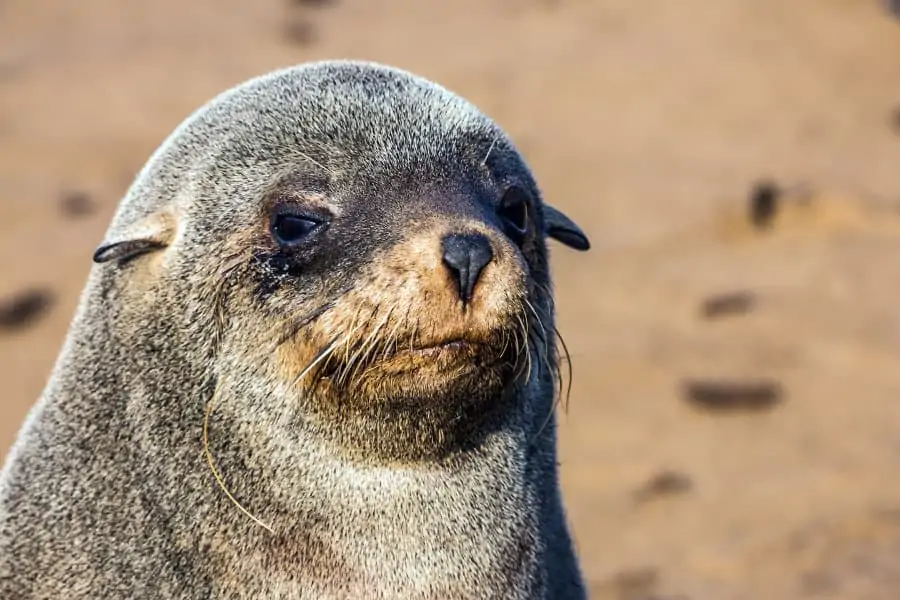 Cape fur seal portrait, Cape Cross, Namibia