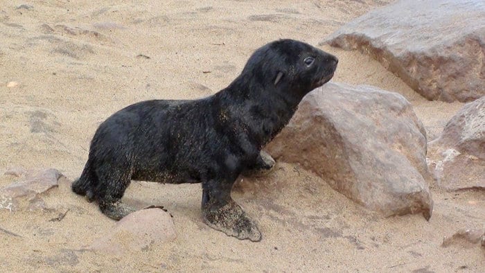 Cute Cape fur seal pup from Cape Cross in Namibia