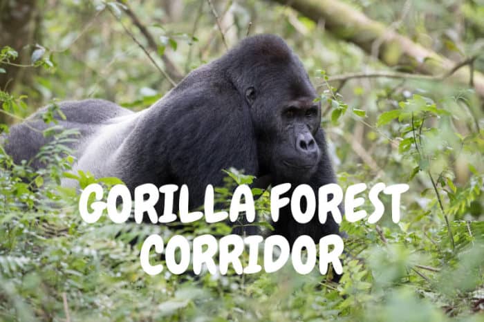 GRACE gorilla forest corridor live cam