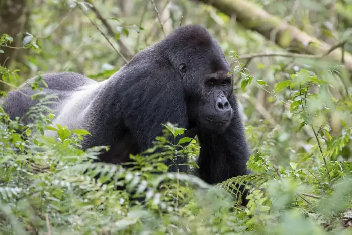 Silverback Grauer's gorilla in Kahuzi-Biega National Park, eastern DRC