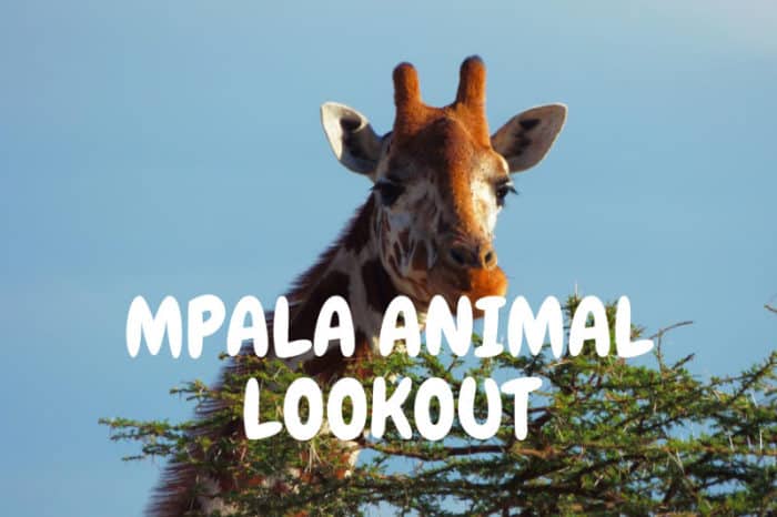 Mpala animal lookout live cam