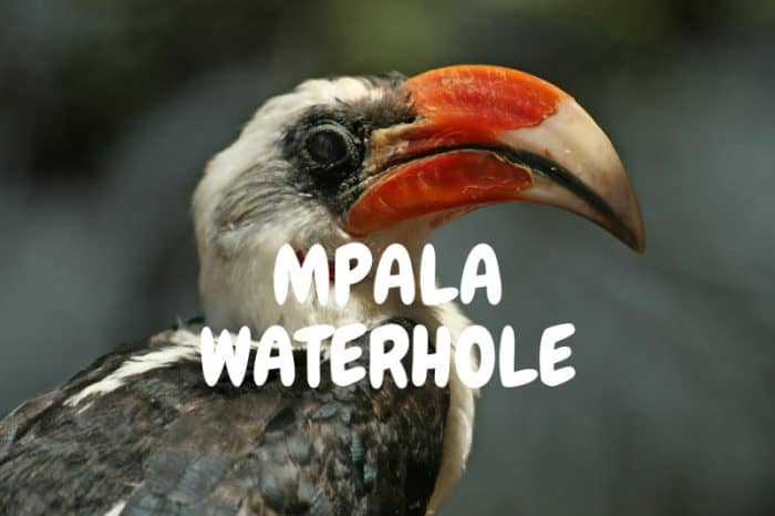 Mpala watering hole live cam