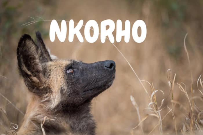 Nkorho waterhole live cam