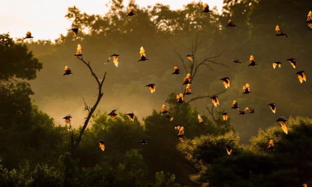 Kasanka National Park: fruit bat migration & African beauty