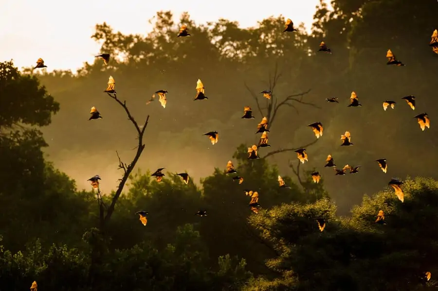 A colony of straw-coloured fruit bats return to their roost at sunrise, Kasanka National Park, Zambia