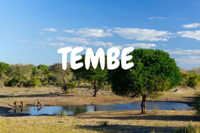 Tembe waterhole live cam
