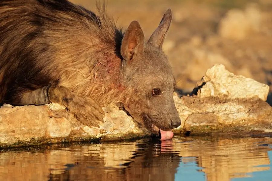 Brown hyena close-up, drinking at a local waterhole in the Kalahari desert, South Africa