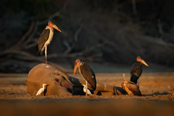 Three marabou storks, egrets and a vulture next to an elephant carcass, Mana Pools National Park