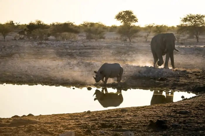 Elephant and black rhino at Okaukuejo waterhole in Etosha