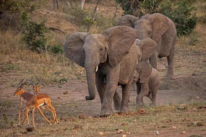 Young elephant in musth chasing down impala