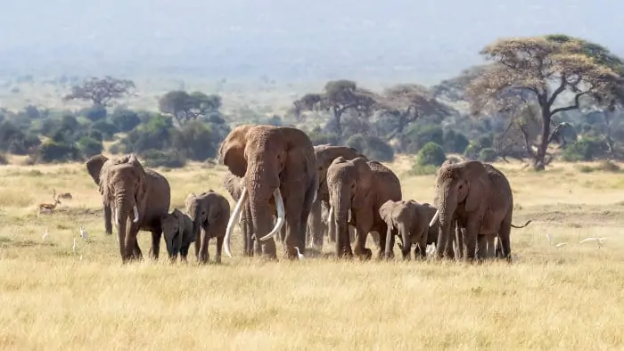 Herd of elephants on the plains of Amboseli