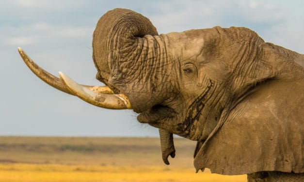 What happens to elephants in musth?