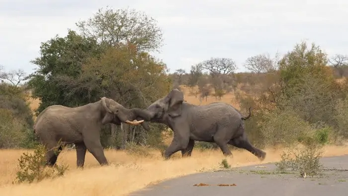 Two elephant bulls in musth engage in a tough fight for dominance