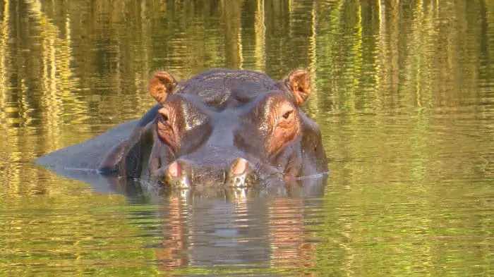 Lone hippo in Kasanka National Park, Zambia