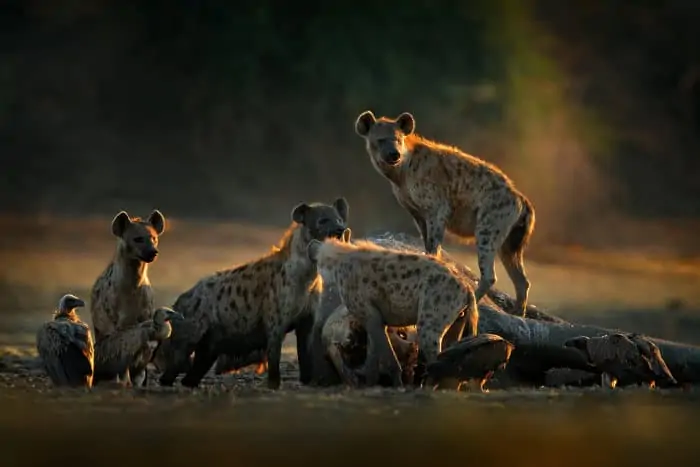 Hyenas feeding off an elephant carcass