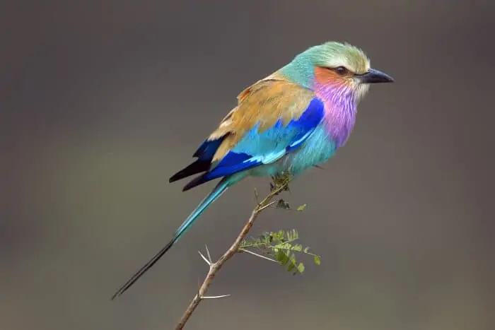 Lilac-breasted roller in total splendour