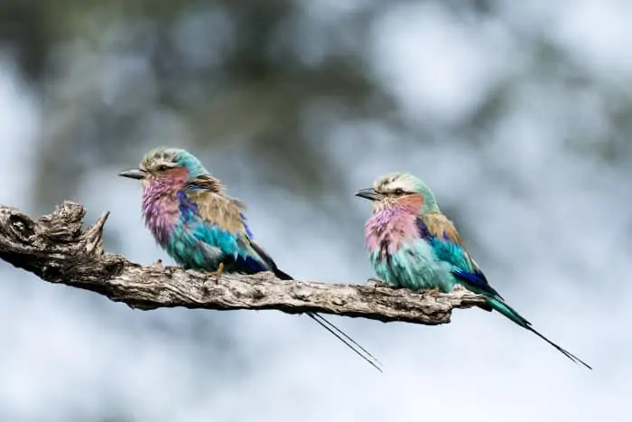 Couple of lilac-breasted rollers perched on a branch