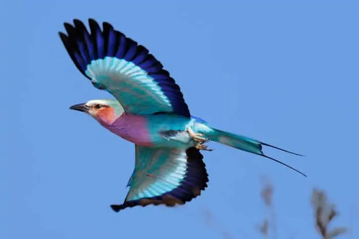 Lilac-breasted roller in flight, displaying its beautiful palette of colours