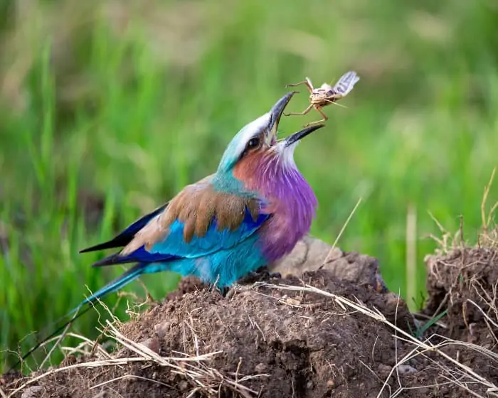 A lilac-breasted roller swallows a grasshopper