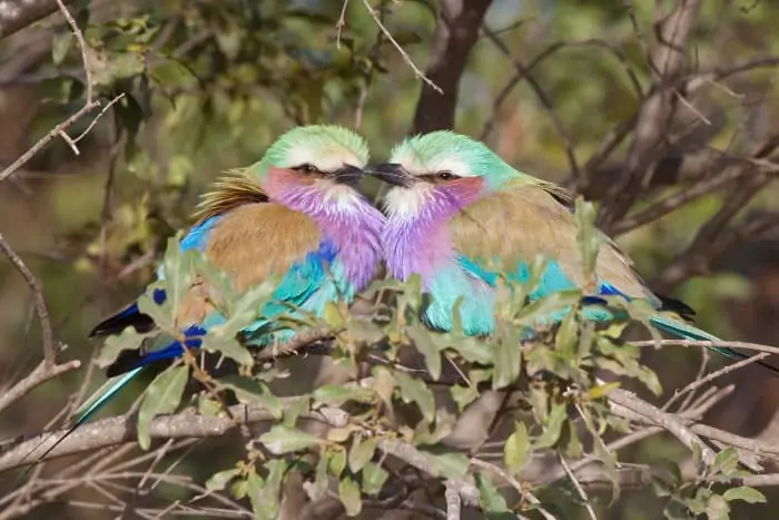 Pair of lilac-breasted rollers in love