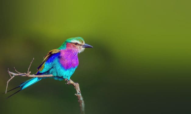 17 fun lilac-breasted roller facts: Africa’s multicolored bird