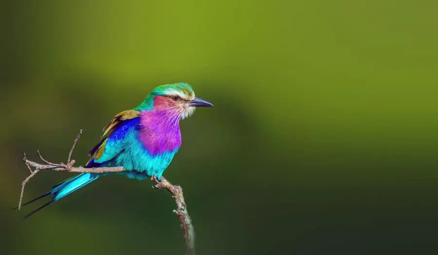 Lilac-breasted roller portrait, Africa’s multicolored bird