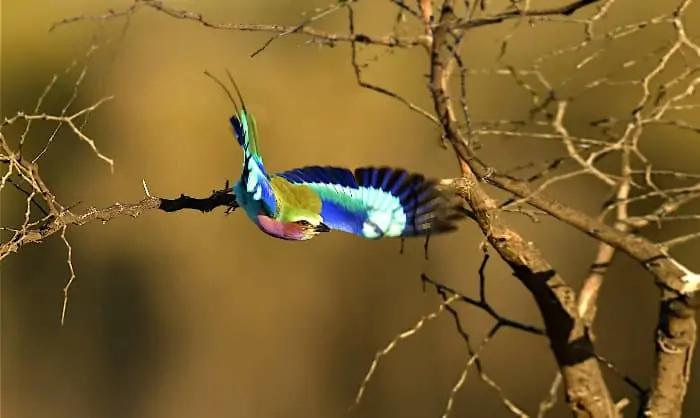 A lilac-breasted roller takes-off, spreading its colourful wings