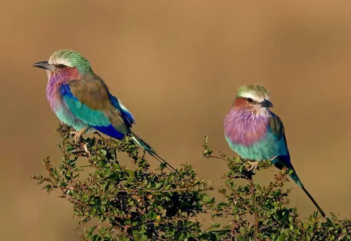 A pair of lilac-breasted rollers in the Masai Mara, Kenya