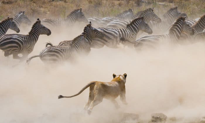 Lioness running after zebra in cloud of dust