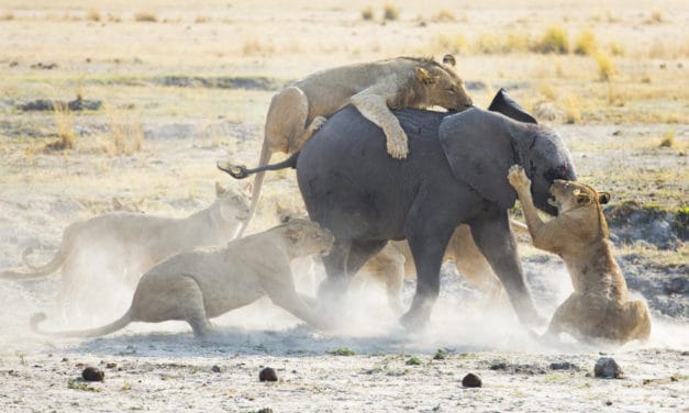 Are there any natural African elephant predators?