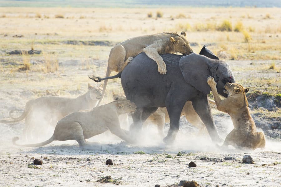 A young elephant struggles for his life as a pride of hungry lions chase it down