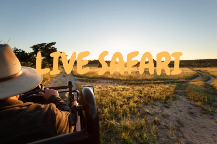 Daily live safari broadcast from the African bush