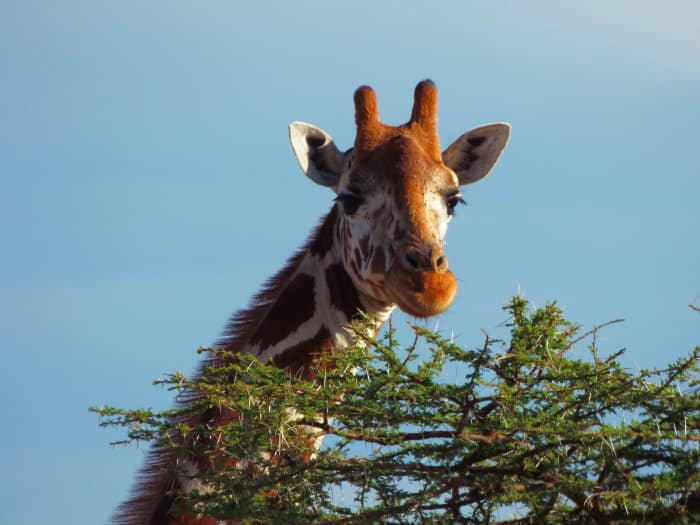Lone reticulated giraffe at the Mpala Research Centre in Laikipia, Kenya