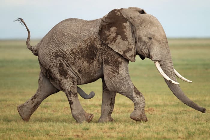Are baby elephants dangerous? - Quora