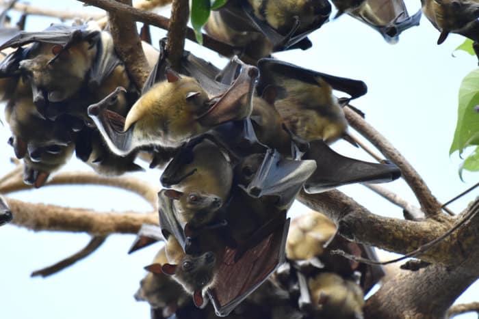 Straw-coloured fruit bat colony roosting in a tree