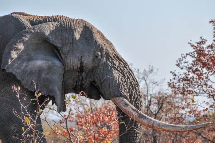 Side view of a bull elephant in musth, with a tar-like secretion that comes from the temporal ducts