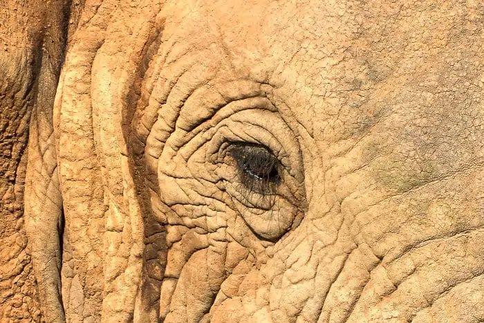 Bull elephant in musth, with a trickle of temporin down the side of the face