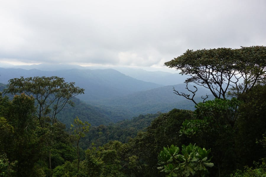 Magnificent scenic view of Nyungwe rainforest in Rwanda