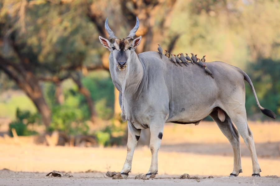 Common Eland: Getting to Know the Giant African Antelope