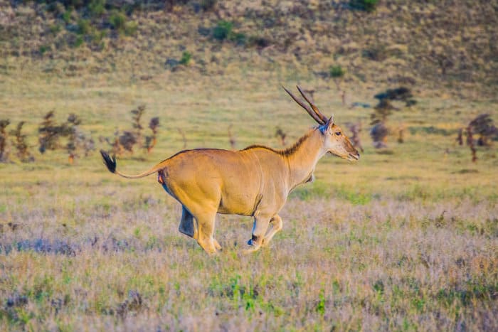 Common eland running at full speed