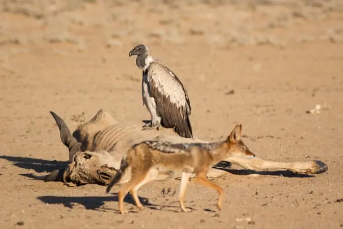 White-backed vulture standing on top of an eland antelope carcass, with a black-backed jackal walking past