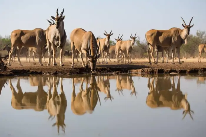 Herd of common eland drinking, with water reflection