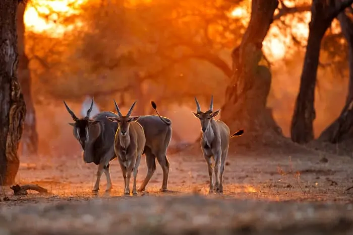 Herd of common eland at sunset, Mana Pools, Zimbabwe