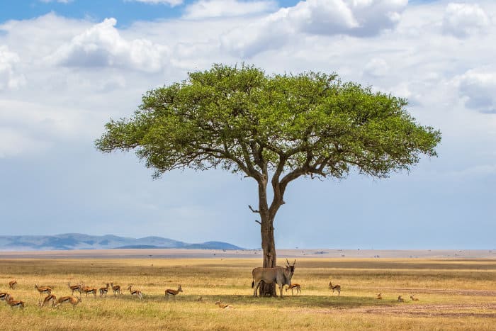 Lone common eland under a tree, mingling with Thomson's gazelle