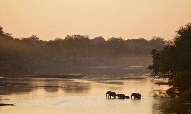 South Luangwa National Park, Zambia: complete safari guide