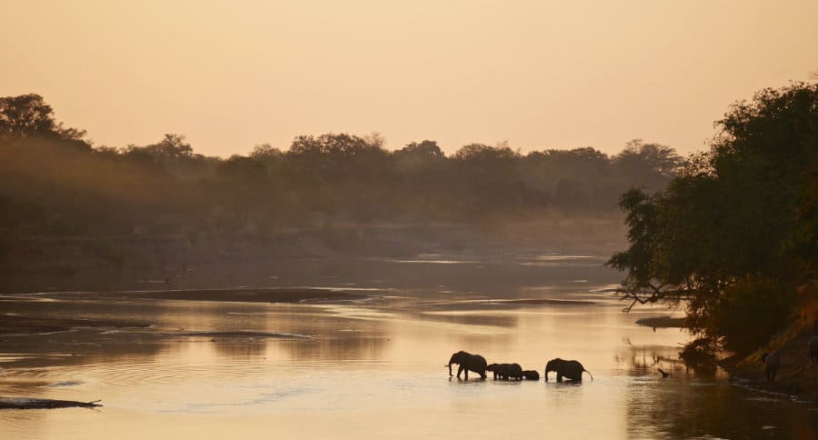 Small herd of elephants crosses the Luangwa River in South Luangwa National Park, Zambia