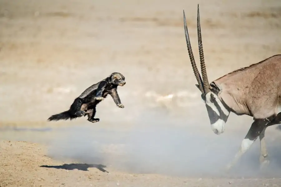 Angry honey badger gets tossed into the air by an oryx